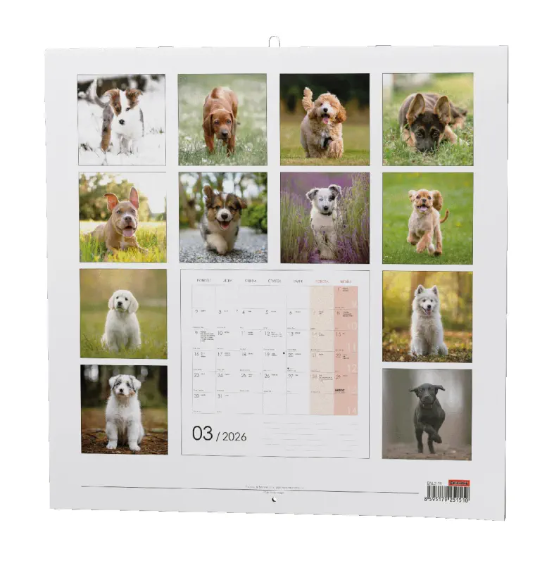 Nástěnný kalendář 2026 Štěňata